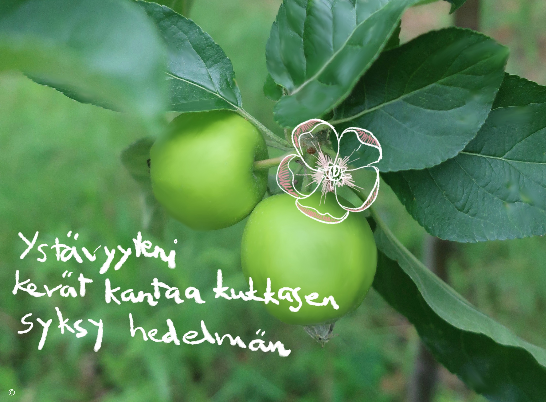 Omenapuussa on vihreitä omenia, joiden viereen on piirretty vaaleanpunainen kukka. Omenoiden alle on kirjoitettu haiku: ystävyyteni, kevät kantaa kukkasen, syksy hedelmän.
