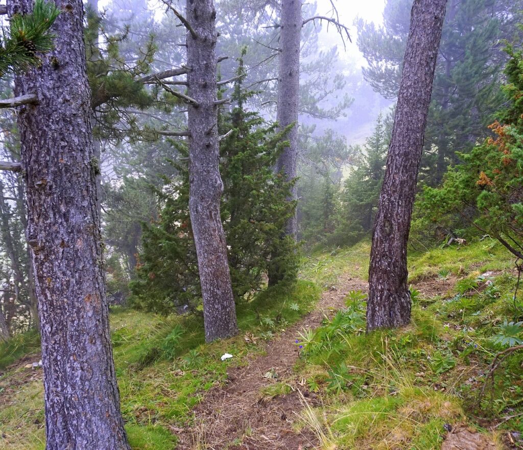 Lisää askeleita arkeen. Houkutteleeko polku metsässä lähtemään liikkeelle.